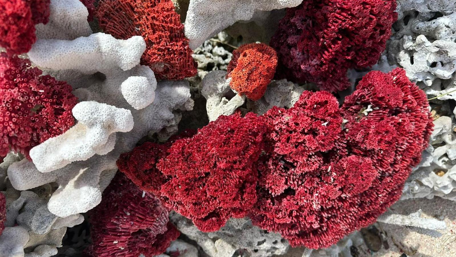 D'Flora Homestay ラブハン・バジョ エクステリア 写真